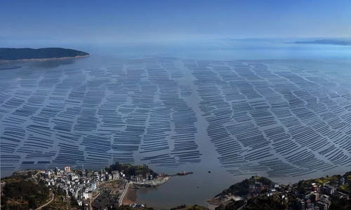 洞頭區 以科技創新澎湃海洋經濟高質量發展新動能，海水養殖技術研發走在前列