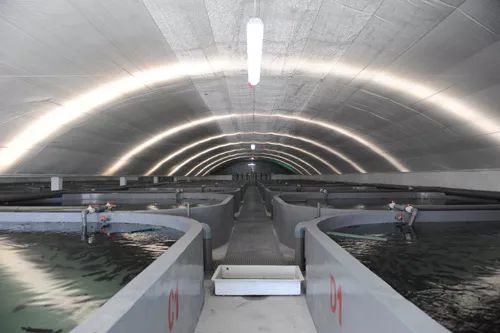 3條海魚10年增值300億，工業化養殖模式引領海水養殖新變革